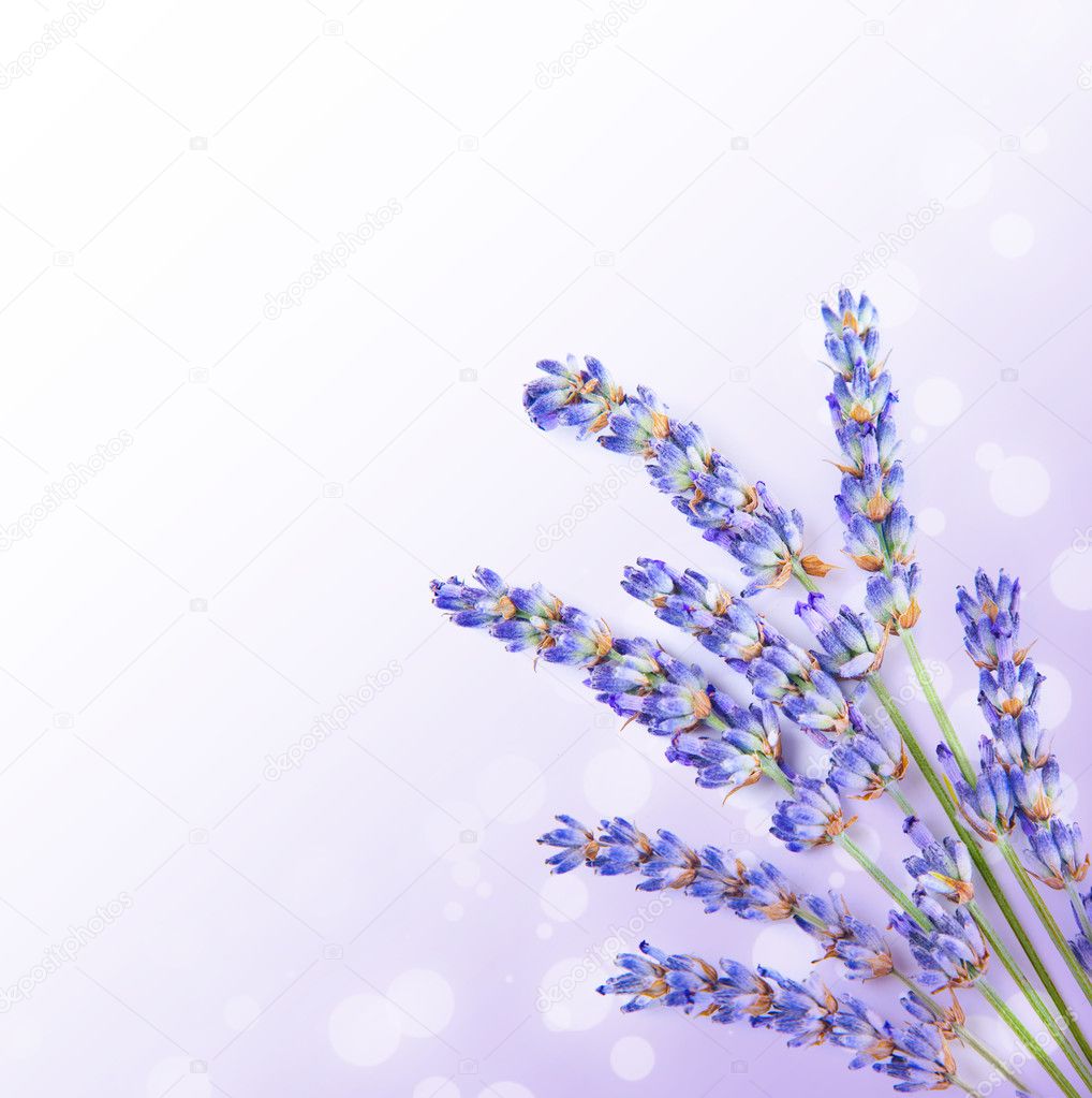 Fresh lavender flowers border