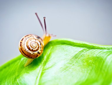 Little snail on green leaf clipart