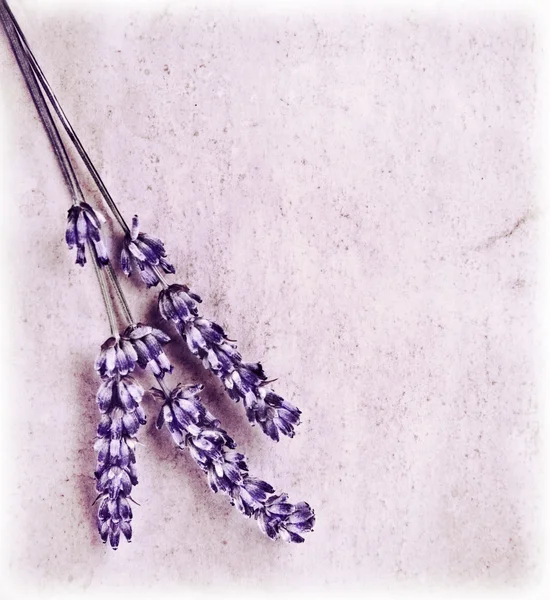 Čerstvé lavender květiny izolovaných na růžovém pozadí — Stock fotografie