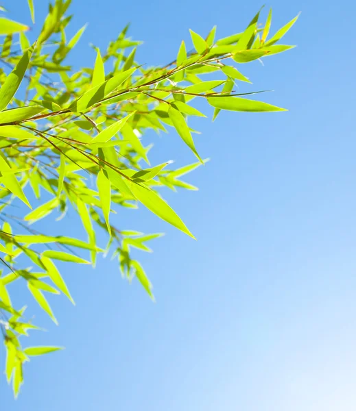 新鮮な竹の葉の罫線 — ストック写真