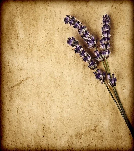 라벤더 꽃 갈색 질감된 배경에 고립 — 스톡 사진