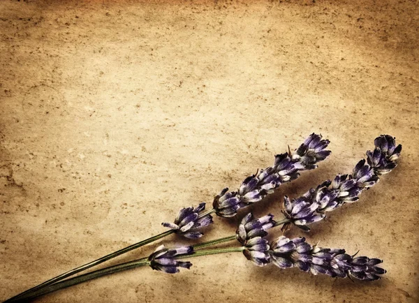 Flores de lavanda isoladas em fundo abstrato marrom — Fotografia de Stock