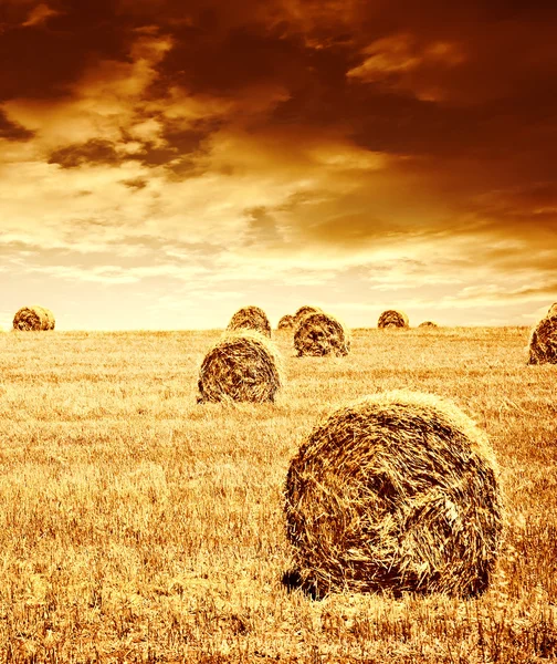 小麦收获期 — 图库照片