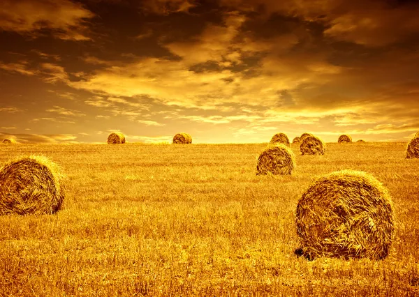Hora da colheita do trigo — Fotografia de Stock