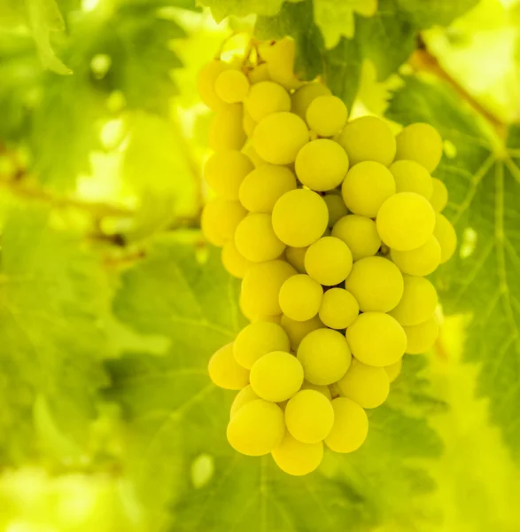 成熟的白葡萄的分支 — 图库照片