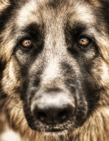 Closeup portrait of german shepherd — Stock Photo, Image