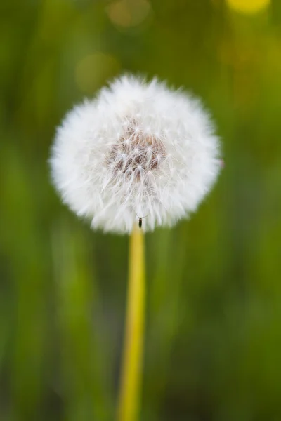 stock image Dandelion