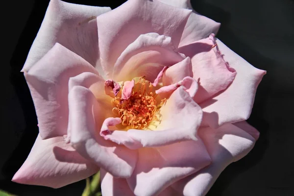 Close-up van bloem in de lente — Stockfoto