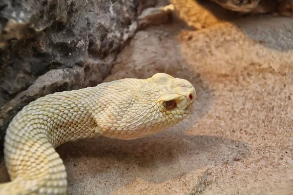 偉大な白い python — ストック写真
