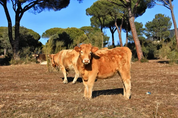 Basque in the field with calves grazing — Stock Photo, Image