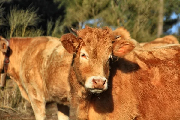 放牧牛のフィールドでバスク — ストック写真