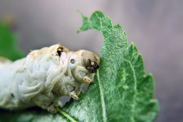 Eating silkworms before the bud — Stock Photo, Image
