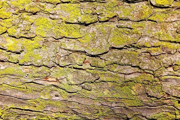 Casca de árvore em primeiro plano com musgo — Fotografia de Stock