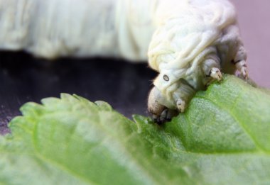 Eating silkworms before the bud clipart