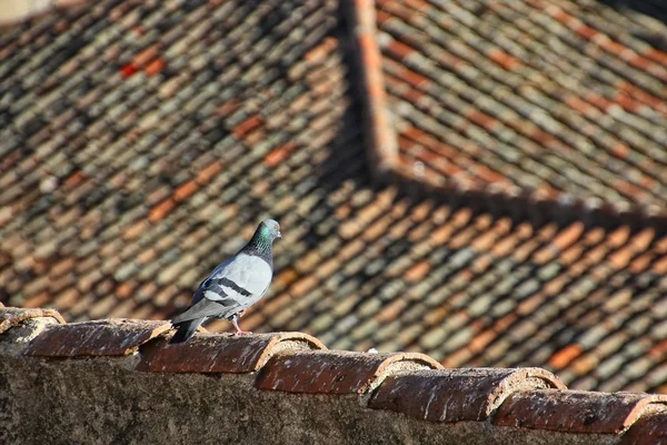 Pombos andando nos telhados antigos das casas — Fotografia de Stock