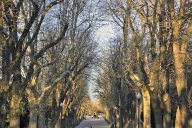 Woodland avila, İspanya bir parkta yürümek