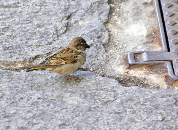 Sparrow andando no chão — Fotografia de Stock