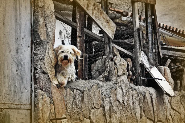 Funny white dog leaning on old house — Stock Photo, Image
