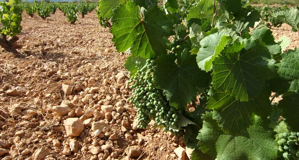 Vinstockar med druvor mognar i fältet — Stockfoto
