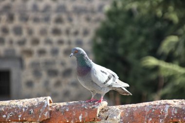 Pigeons walking in the old roofs of the houses clipart