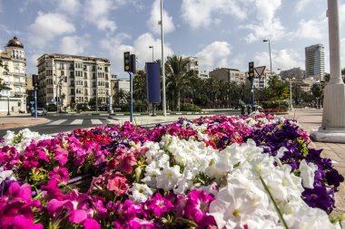 binalar ve palmiye ağaçları alicante şehir İspanya'nın tipik