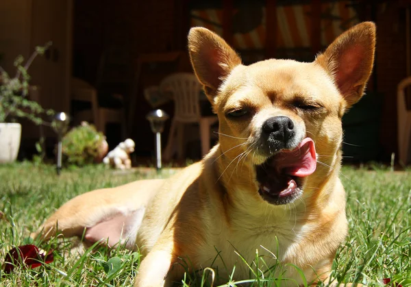 Postura graciosa de um cão e sua língua — Fotografia de Stock