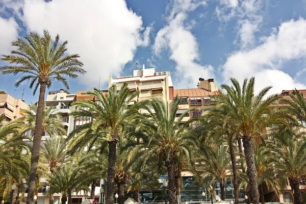 Bangunan-bangunan dan pohon-pohon palem khas kota Alicante Spanyol — Stok Foto