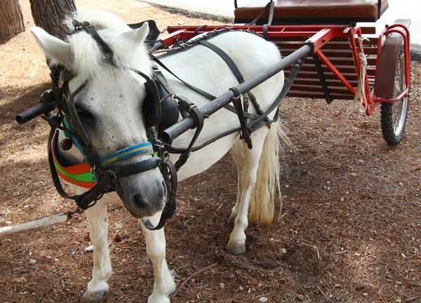 Klein rijtuig getrokken door een witte pony — Stockfoto