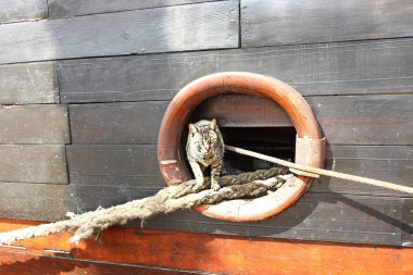 Cat escapes through the porthole of an old boat clipart