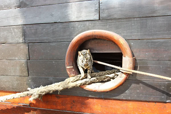 Кот убегает через иллюминатор старой лодки — стоковое фото