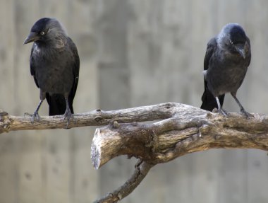 Crows on a branch clipart