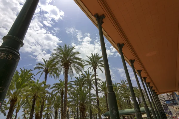 Edifícios e palmeiras típicas da cidade de Alicante Espanha — Fotografia de Stock