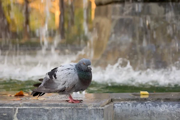 沐浴在喷泉中的鸽子 — 图库照片