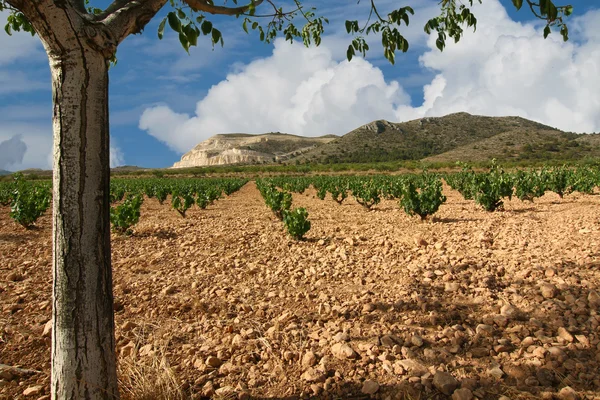 Land met wijnstokken van druiven verbouwd in parallelle rijen — Stockfoto