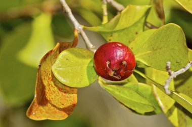 Olgun Brezilyalı çilek guava berry