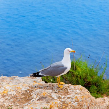 Akdeniz'de Balear Adaları deniz kuşu