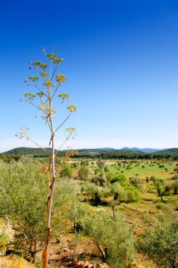 Ibiza island landscape with agriculture fields clipart