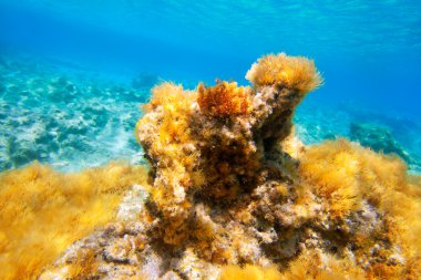 Ibiza Formentera underwater anemone seascape clipart