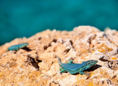 Formentera kertenkele podarcis pityusensis formenterae