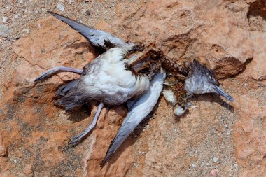 Died sea bird over rock in Balearic islands clipart