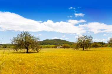 İbiza Adası altın buğday alanları, Akdeniz