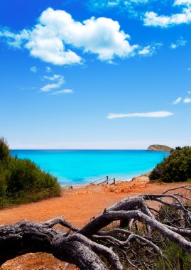 Cala Nova beach in Ibiza island with turquoise water clipart