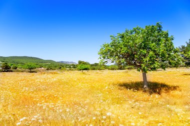 Ibiza agriculture with fig tree and wheat clipart