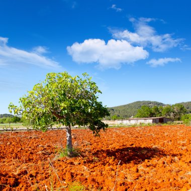 Ibiza mediterranean agriculture with fig tree clipart