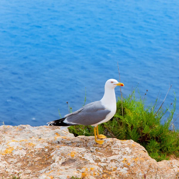 Aves marinhas no mar Mediterrâneo nas ilhas Baleares — Fotografia de Stock