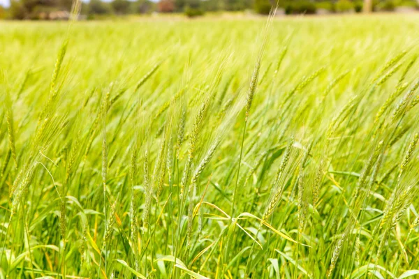 Балеарское зеленое пшеничное поле на острове Форментера — стоковое фото