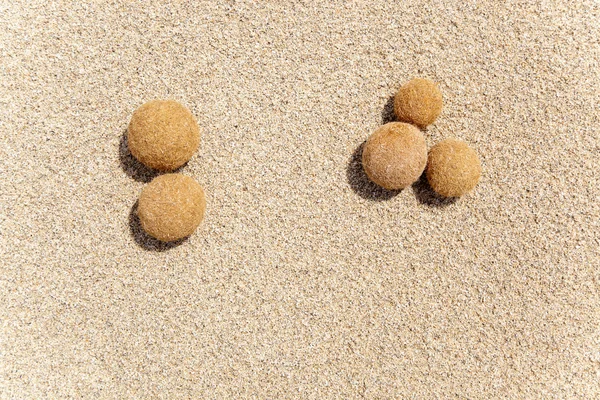 stock image Posidonia oceanica fruits on a mediterranean beach