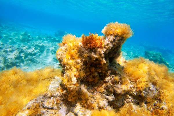 Ibiza Formentera underwater anemone seascape — Stock Photo, Image