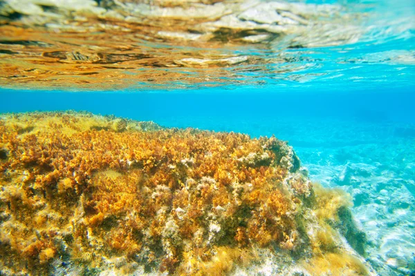 Ibiza Formentera underwater anemone seascape — Stock Photo, Image