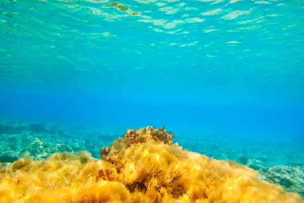 伊维萨岛福门特拉岛水下海葵海景 — 图库照片